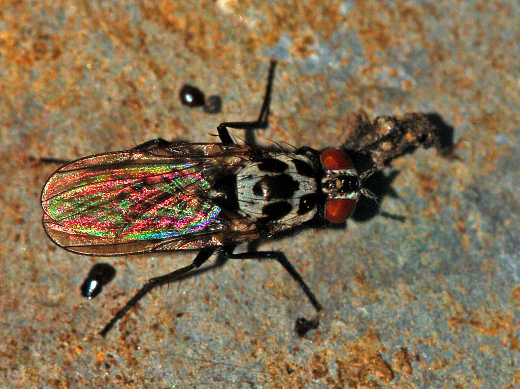 Un moscerino dalle ali iridescenti:Anthomya gruppo pluvialis